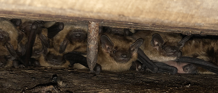 Bats